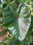 Imagem de Colocasia fontanesii Schott