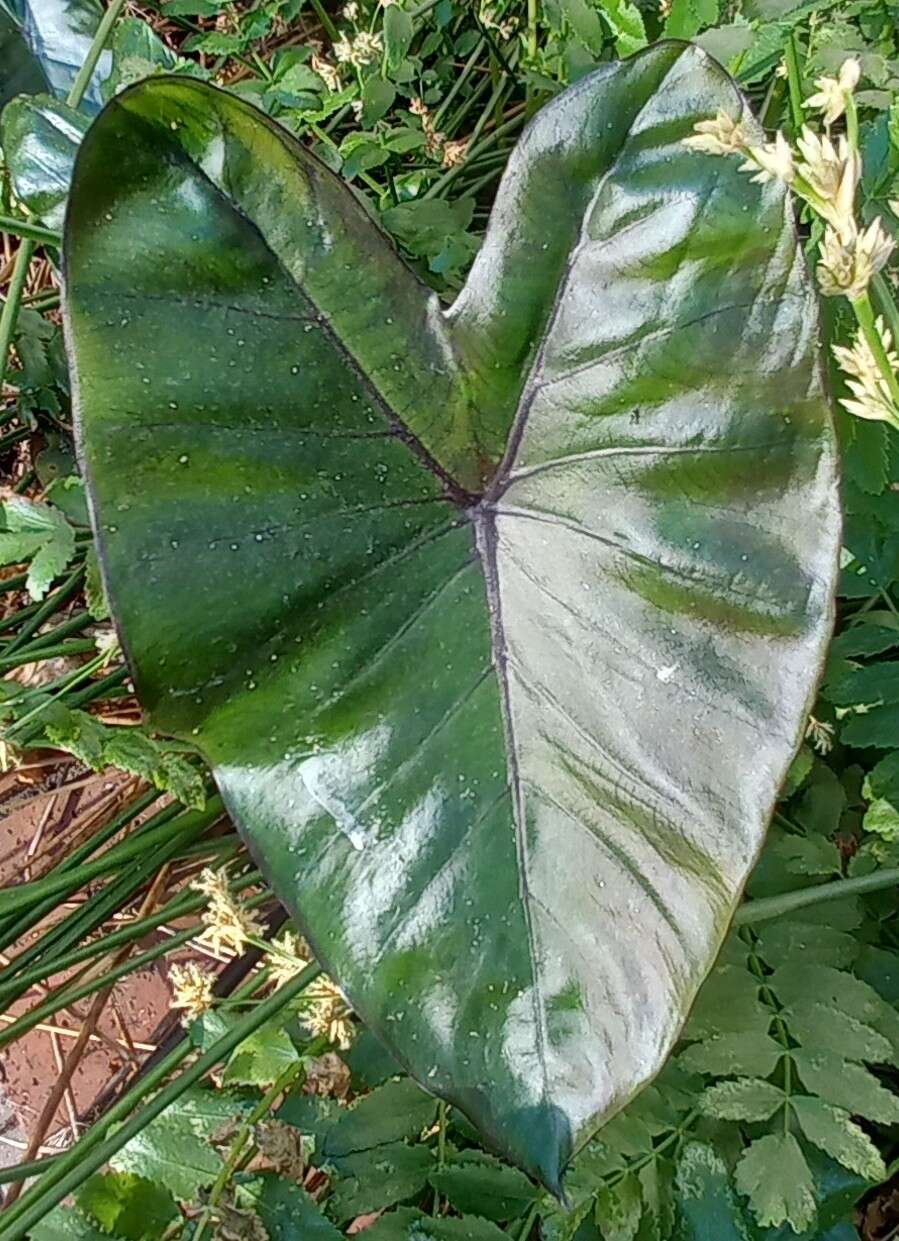 Imagem de Colocasia fontanesii Schott