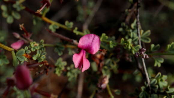 Image of Indigofera nigromontana Eckl. & Zeyh.