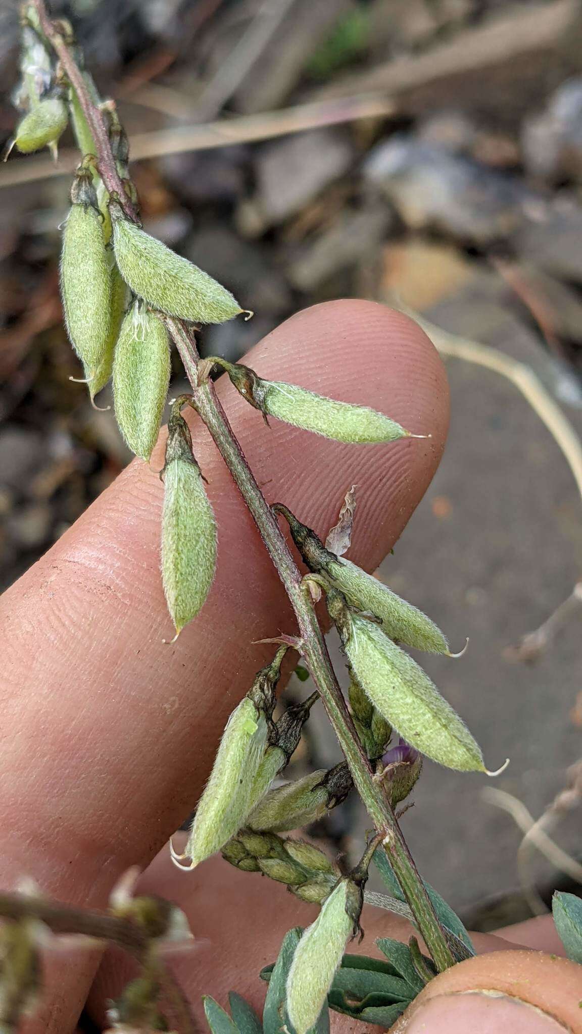 Image of elegant milkvetch