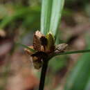 Image of Cyperus rufostriatus C. B. Clarke ex Cherm.