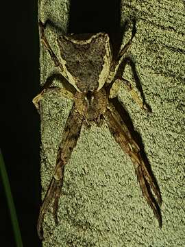 Image of Sidymella angularis (Urquhart 1885)