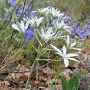 Imagem de Ornithogalum navaschinii Agapova