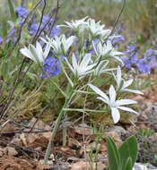 Imagem de Ornithogalum navaschinii Agapova