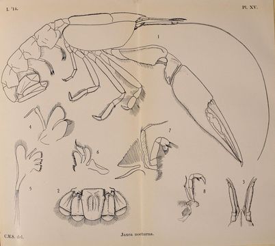 Image of <i>Jaxea nocturna</i> Nardo 1847