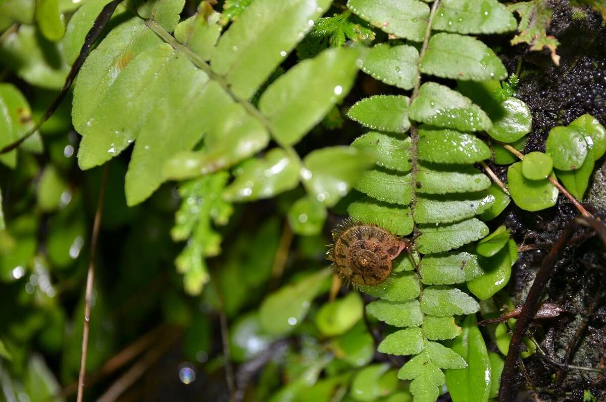 Plancia ëd Plectotropis mackensii