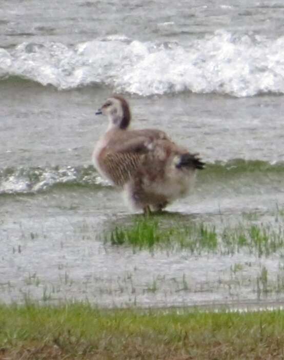 Image of Ashy-headed Goose