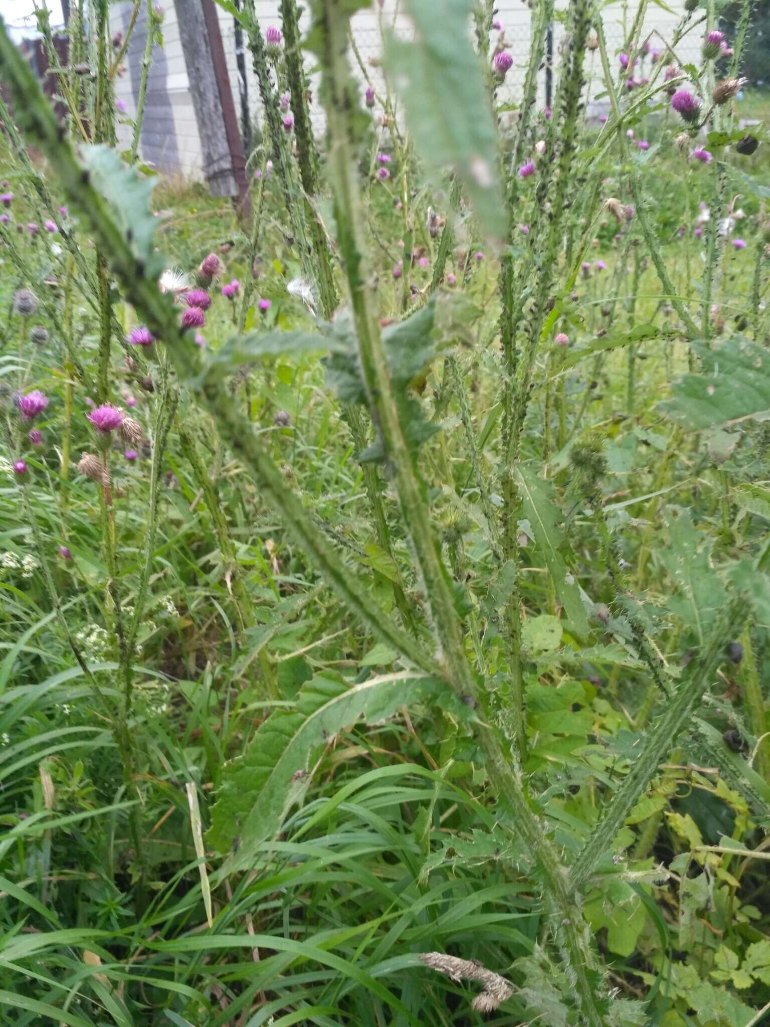 Image of curly plumeless thistle