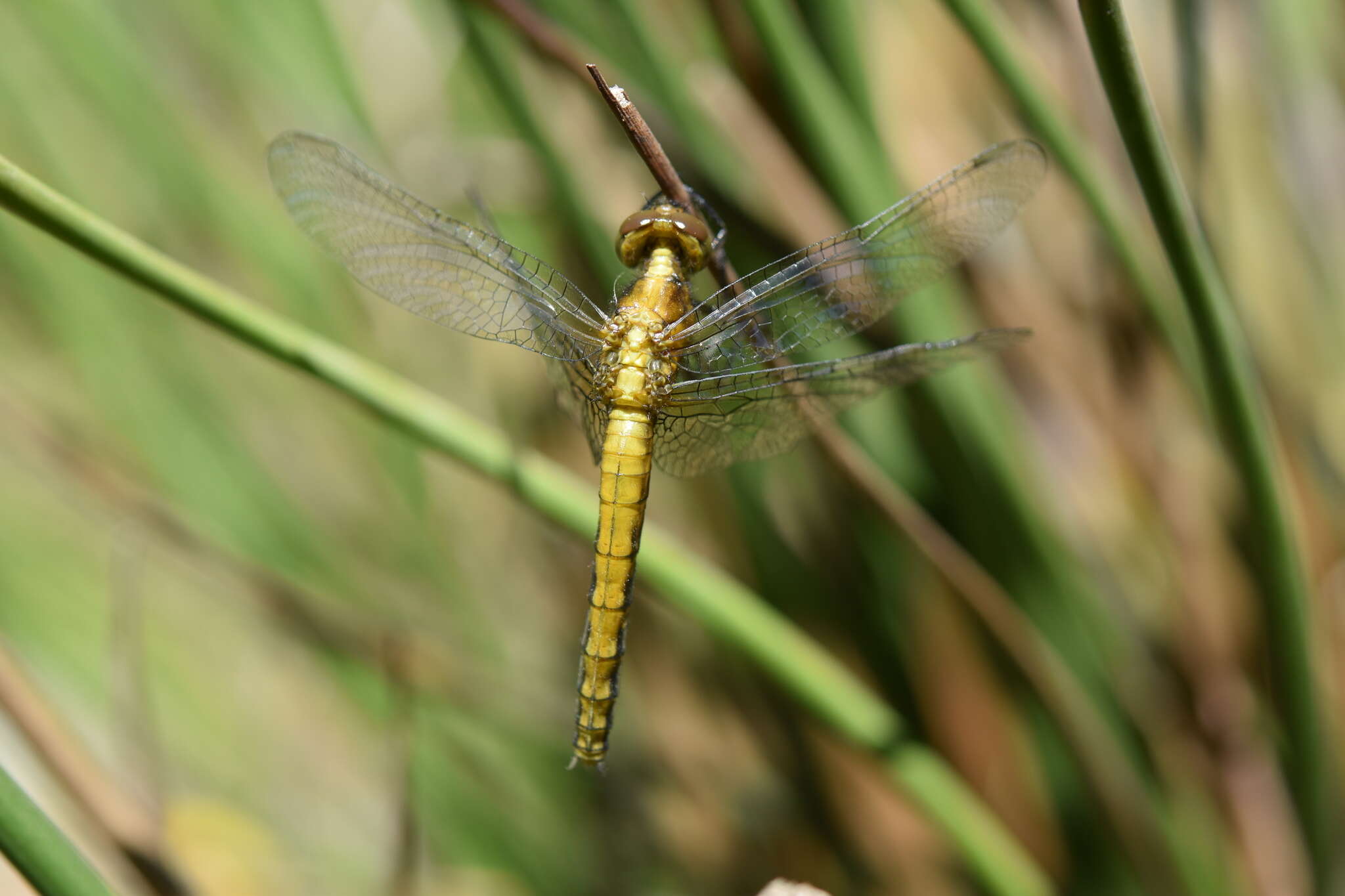 Erythrodiplax connata (Burmeister 1839) resmi