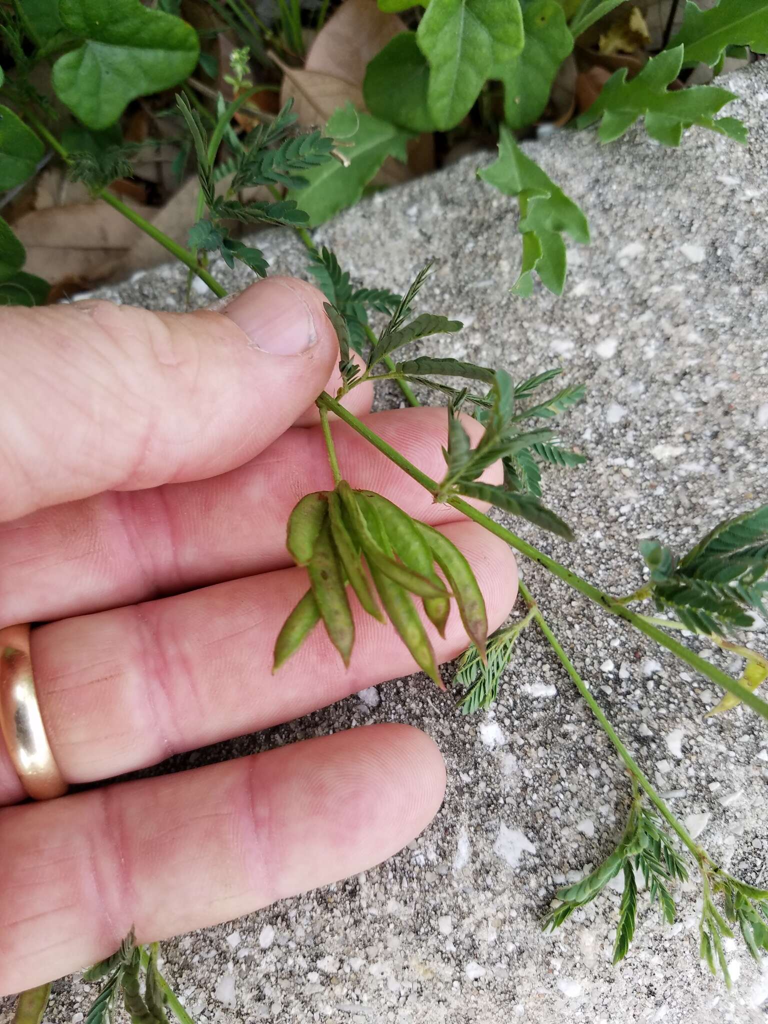 Desmanthus acuminatus Benth. resmi