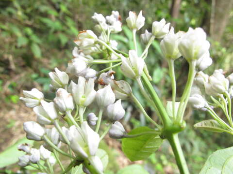 Image of Mendoncia flagellaris (Baker) Benoist