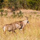 Hippotragus equinus equinus (É. Geoffroy Saint-Hilaire 1803) resmi