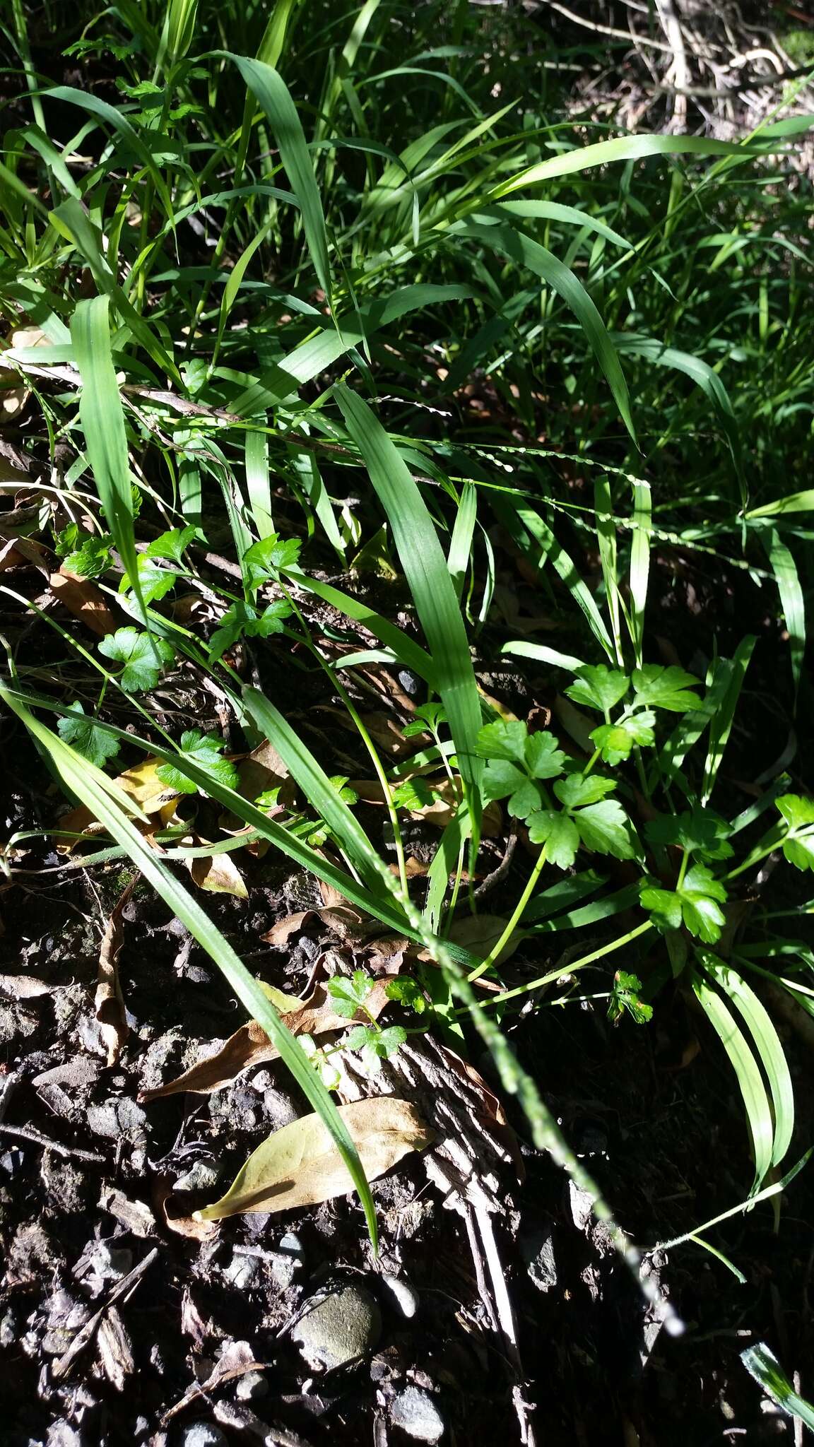 Image de Apium prostratum Labill.