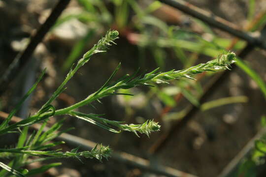 Image of Corispermum elongatum Bunge