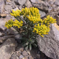 Image of Mt. Lassen draba