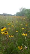 Image of blackeyed Susan