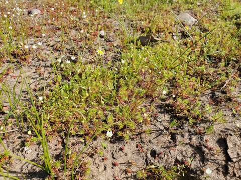 Imagem de Sabulina californica (A. Gray) Dillenb. & Kadereit