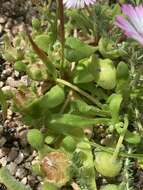 Image of Cleretum bellidiforme (Burman fil.) G. D. Rowley