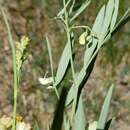 Sivun Lathyrus lanszwertii subsp. aridus (Piper) Bradshaw kuva