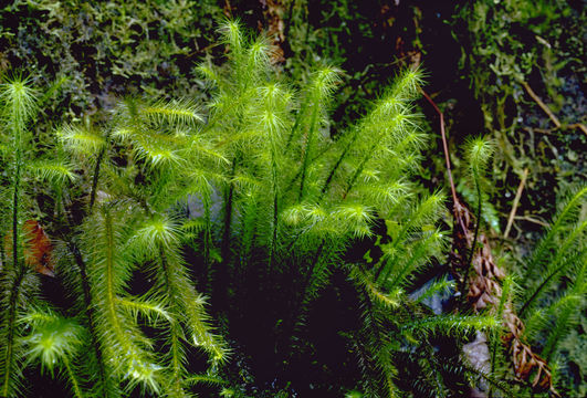 Image of <i>Spiridens flagellosus</i> W. P. Schimper 1865