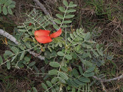 Image of Oahu riverhemp