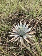 Image of Paepalanthus bromelioides Silveira