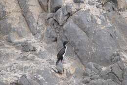 Image of Guanay Cormorant