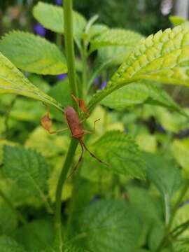 Image of Chondrocera