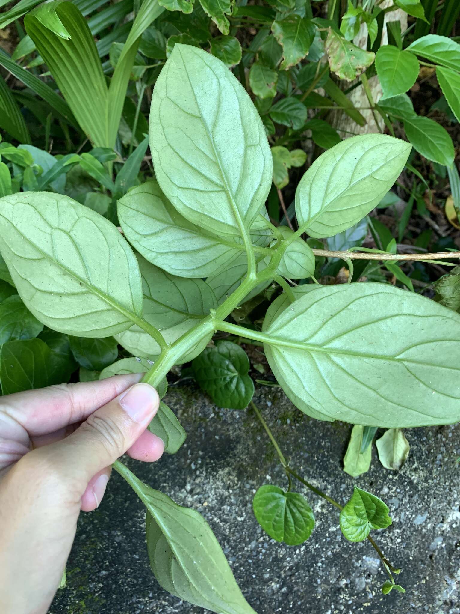 Image of Gynura elliptica Yabe & Hayata