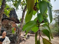 Image of Cratoxylum formosum subsp. formosum