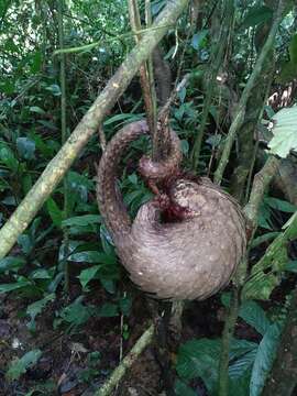 Image of tree pangolin