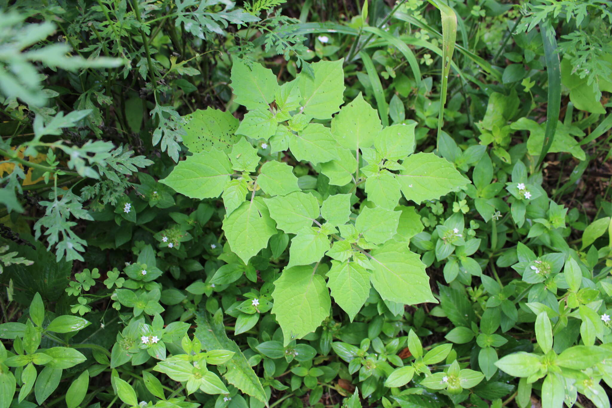 Imagem de Physalis pubescens L.