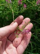 Image of Fumitory