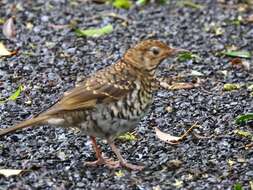 Image of Bassian Thrush