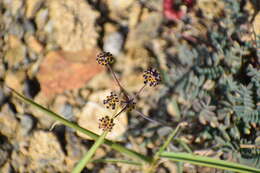 Bupleurum americanum Coult. & Rose resmi