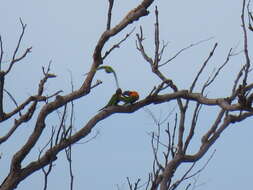 Image of Red-collared Lorikeet