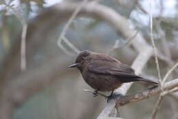 Image of <i>Pyrocephalus rubinus obscurus</i>