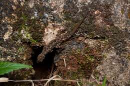 صورة Cnemaspis punctata Manamendra-arachchi, Batuwita & Pethiyagoda 2007