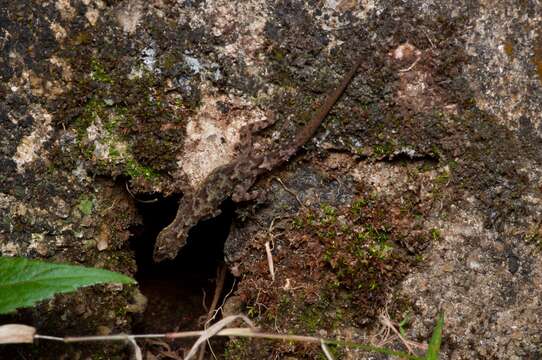 صورة Cnemaspis punctata Manamendra-arachchi, Batuwita & Pethiyagoda 2007