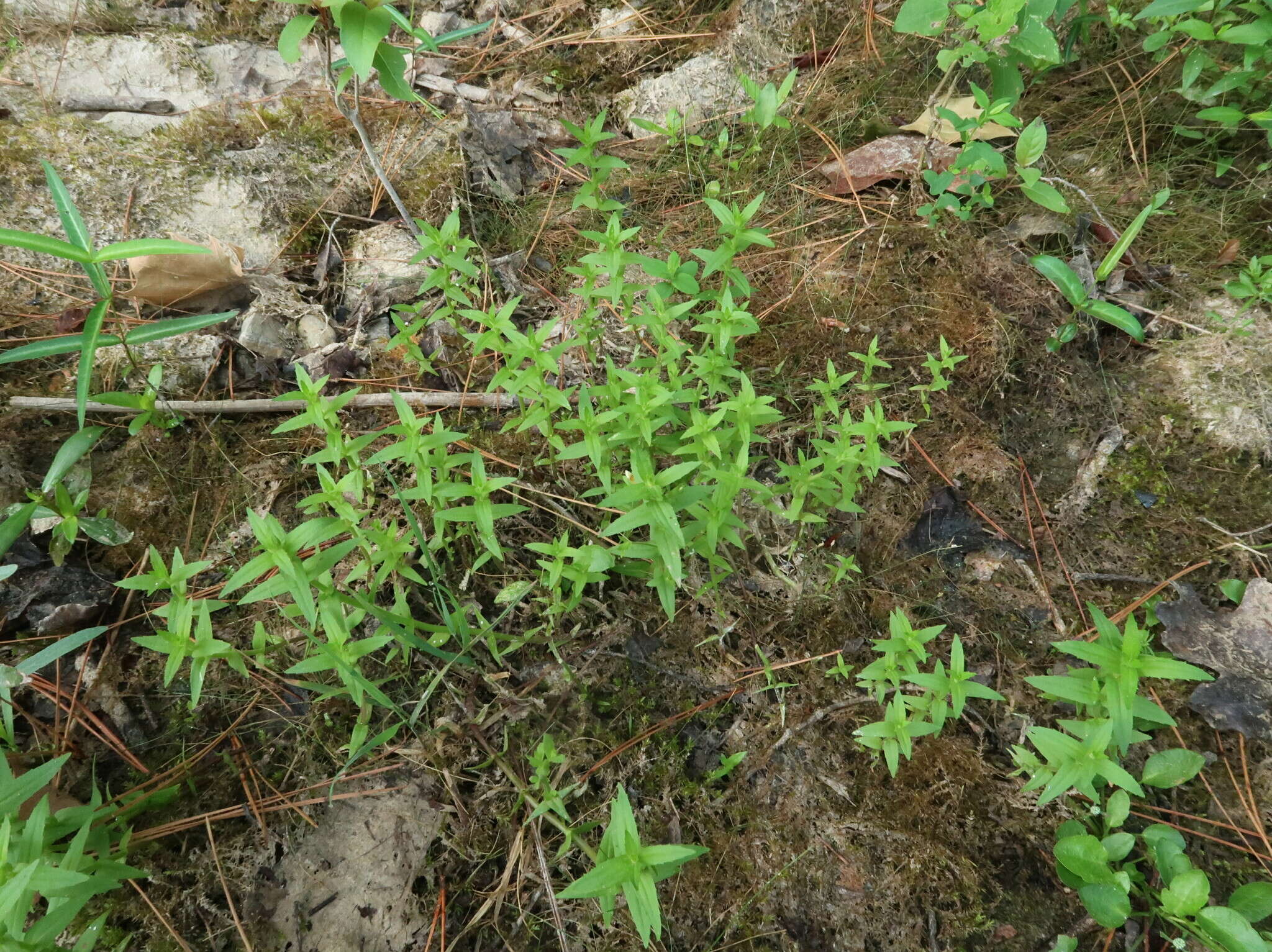 Gratiola brevifolia Raf.的圖片