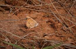 Image of Aloeides damarensis mashona Tite & Dickson 1973