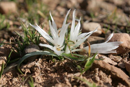 صورة Colchicum crocifolium Boiss.