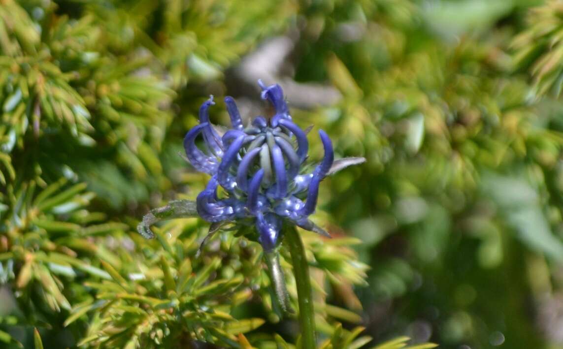 Image of Phyteuma orbiculare L.