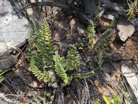 Plancia ëd Cheilanthes contracta Kunze