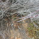 Image of Gasteria brachyphylla var. brachyphylla