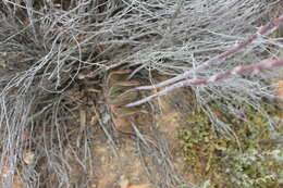 Image of Gasteria brachyphylla var. brachyphylla