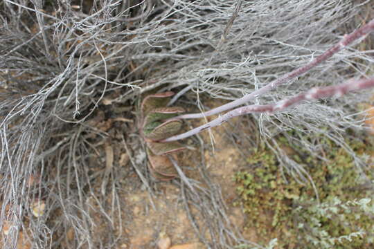 Gasteria brachyphylla var. brachyphylla resmi