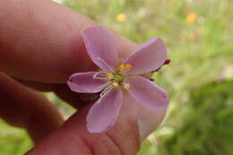 Drosera filiformis var. tracyi (Macf. ex Diels) Diels的圖片