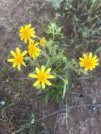 Lasthenia coronaria (Nutt.) Ornduff resmi