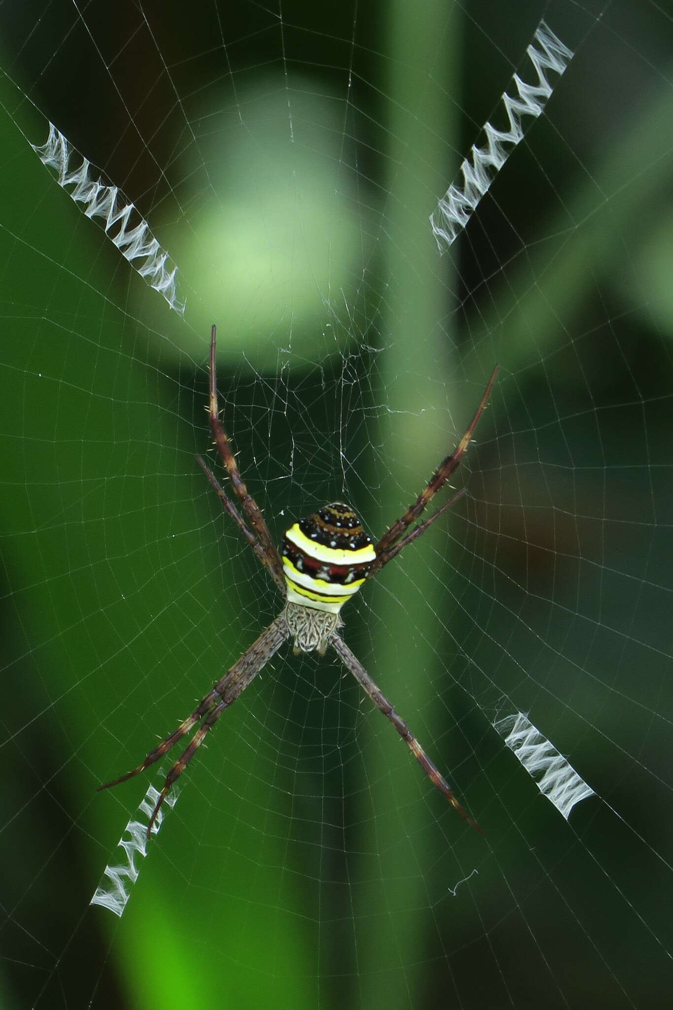 Image of Multi-coloured St Andrew's Cross Spider